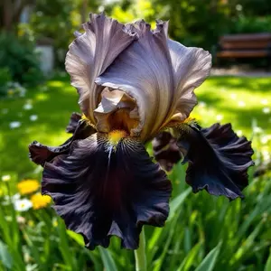 35 Rare Black & Bronze Iris Seeds – Striking Dual-Tone Blooms for Dramatic Garden Displays