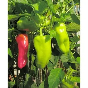 Cubanelle Pepper Two Plants - Non-GMO, Mild Spice