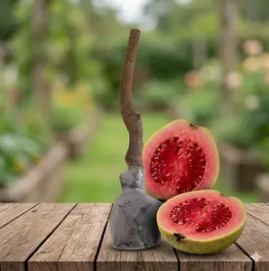 (ZS#FF) Red Flesh Guava Tree Seedling, Tropical Fruit Plant for Backyard, Patio & Outdoor Planting (ZS#FF) Red Flesh Guava Tree Seedling, Tropical Fruit Plant for Backyard, Patio & Outdoor Planting