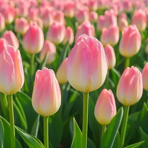 Kunyun Tulip Bulbs – 10 Count – Pink & White Rembrandt Tulips – Large Spring Blooming Darwin Hybrid Flowers for Gardens