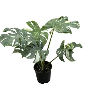 Monstera Thai Constellation 8" Potted Live Plant - Monstera deliciosa 'Thai Constellation' - Iconic Starry Variegation - Massive Fenestrated Leaves - Elite Collector's Aroid - High Impact Statement Piece - Exotic Tropical Vibe - Air Purifying