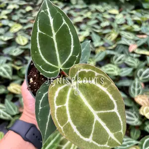 Anthurium Crystallinum in 4 inch pot - Live Plant