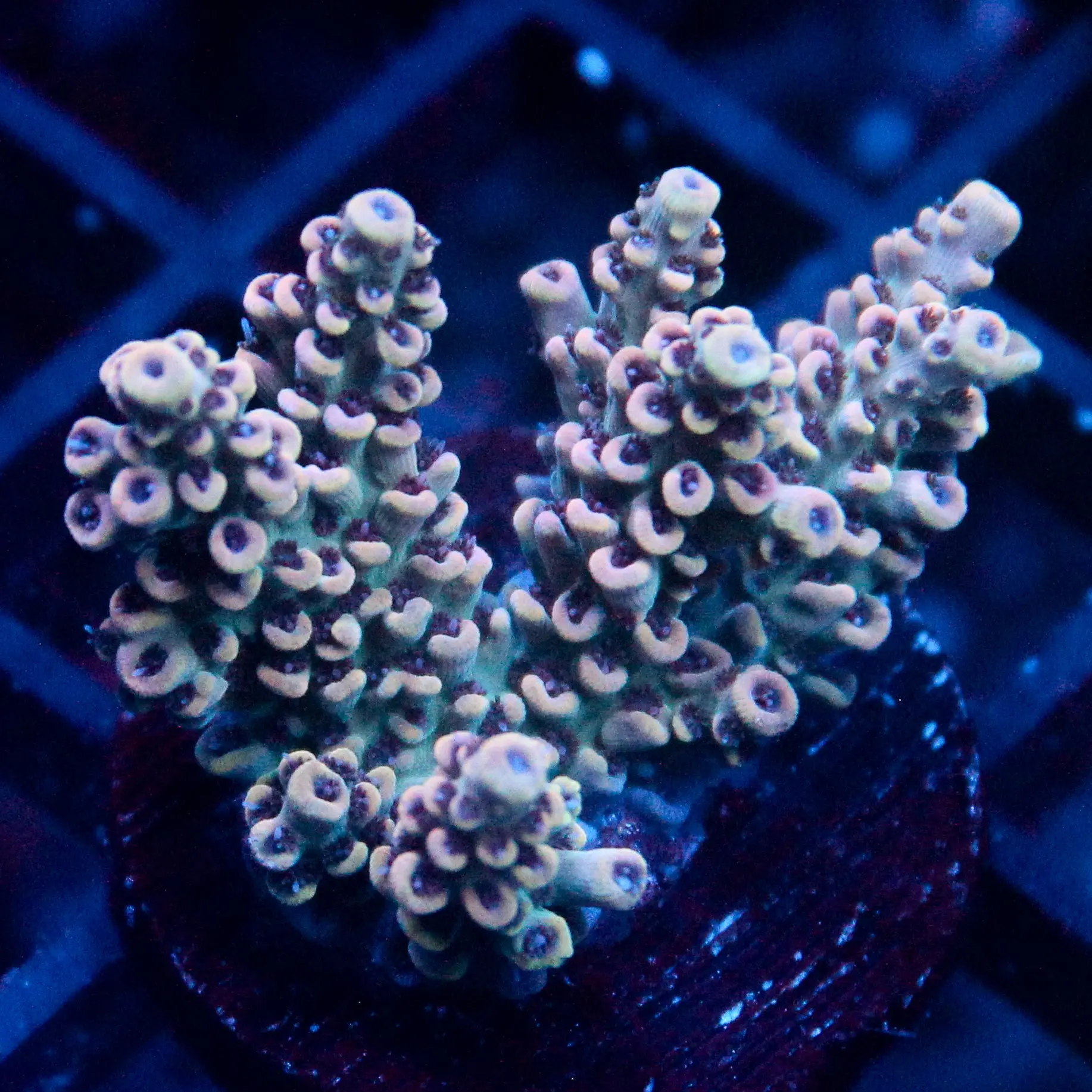 JC Pink Whisper Acro