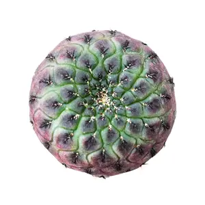 Sulcorebutia Rauschii Purple Cactus - Rebutia canigueralii f. violacidermis