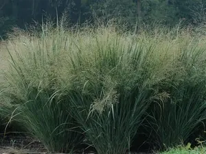 200 seeds Panicum virgatum Cave in Rock