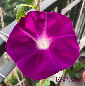 Tatsuki ipomoea Nil Japanese Morning Glory Vine Seeds