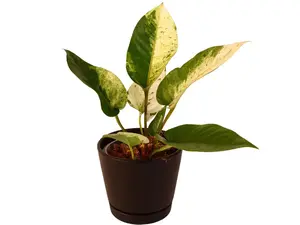 Anthurium Hookeri Variegated 4" Potted Live Plant - Anthurium hookeri - Bird's Nest Anthurium - Splash Variegated Foliage - Exotic Jungle Vibe - Collector's Tropical Houseplant - Unique Texture - Low Maintenance - Architectural Specimen