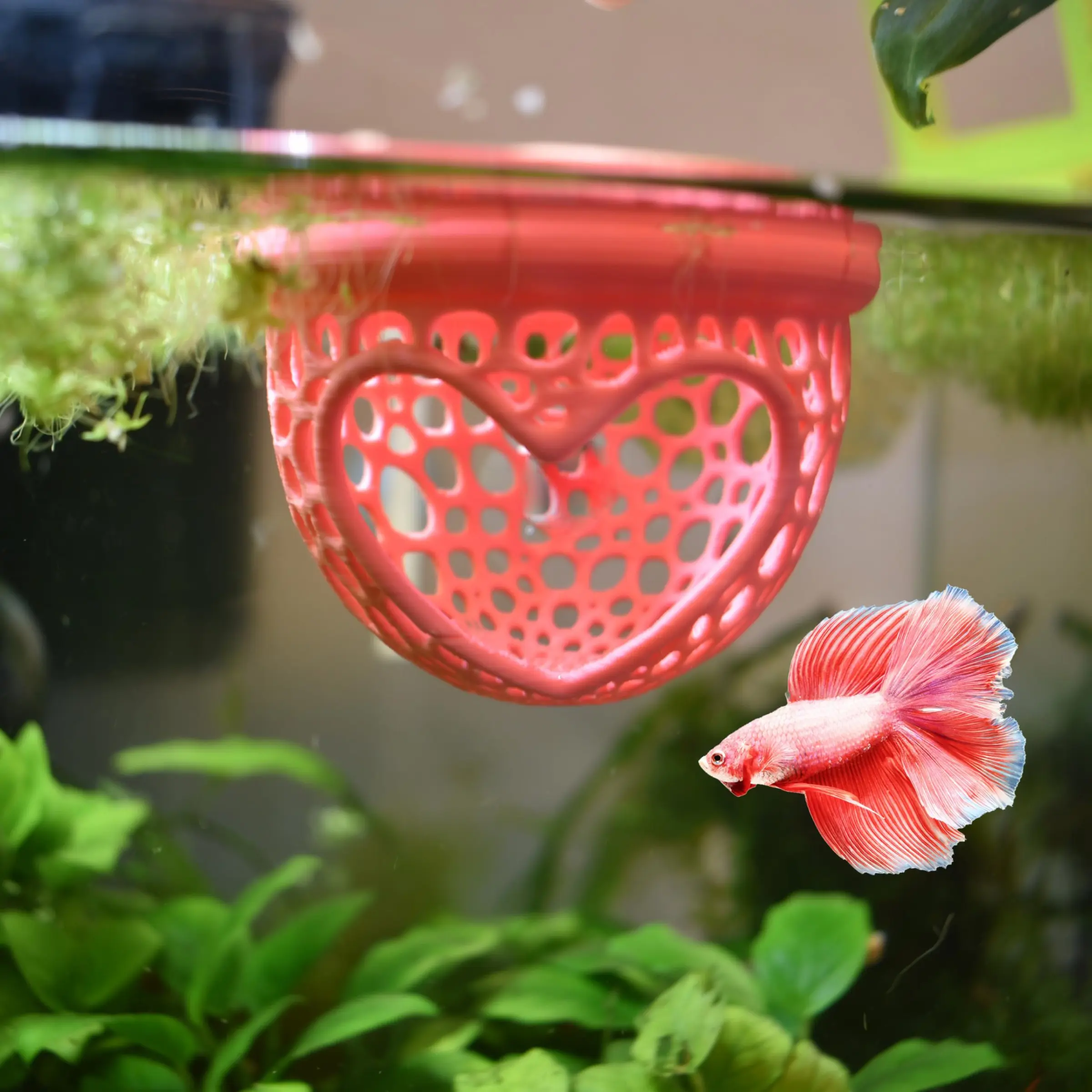 Heart Shape Floating Betta Fish Tunnel Set, Suction Cup Fun Toy, Aquatic Aquarium Feeder, Fish Tank, Promotes Exercise & Reduces Stress, Multi-Piece Kit, Aquarium Supplies