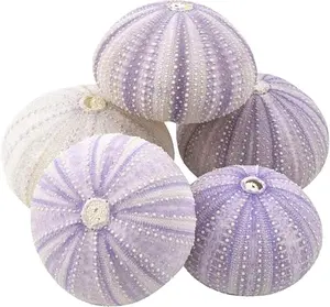 Sea Urchin | 5 Purple Sea Urchin Shell | 5 Purple Sea Urchin Shells for Craft and Decor