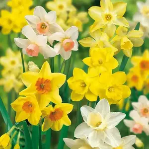 Daffodil  'Large Flowering Mixture' - Daffodil Bulb Size 12/14  cm