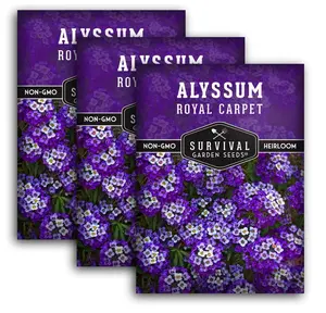 Alyssum Seeds for Planting - Sweet Royal Carpet Purple Alyssum - Fragrant Perennial Flower & Ground Cover - Heirloom Non-GMO - Survival Garden Seeds