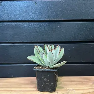 panda succulent 2 Inch pot