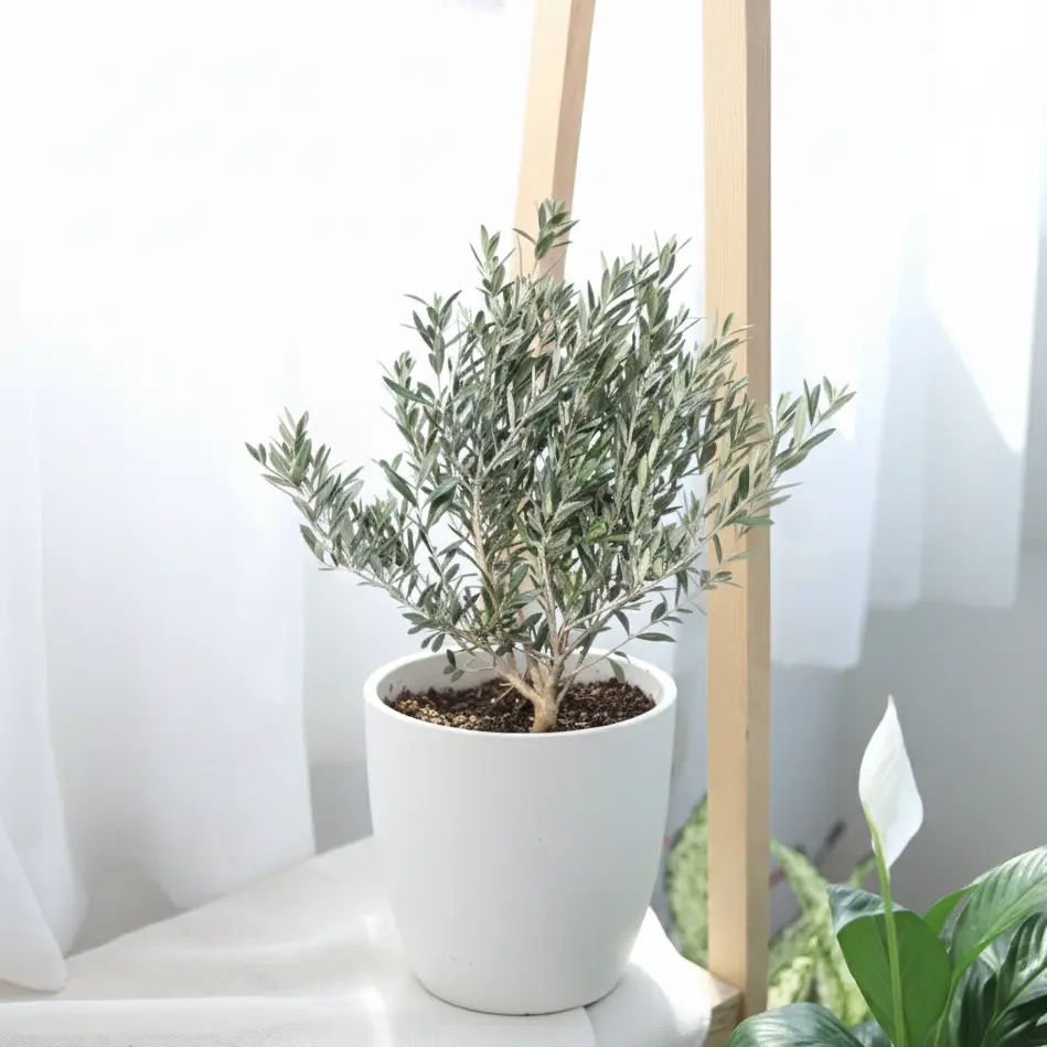 Common Olive Tree (Olea europaea)