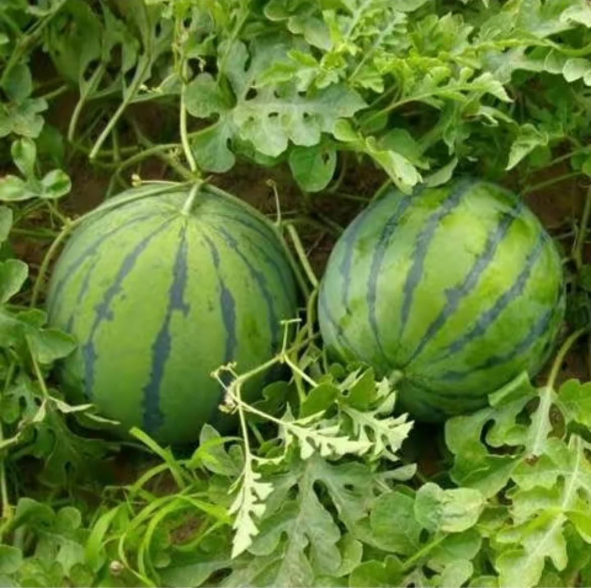 100PCS Watermelon Seeds for Planting – Heirloom Variety, Sweet Seeded Fruit, Easy Grow Garden Seeds for Home & Outdoor Planting 100PCS Watermelon Seeds for Planting – Heirloom Variety, Sweet Seeded Fruit, Easy Grow Garden Seeds for Home & Outdoor Planting