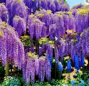 Purple Wisteria Vine Live Plant, 6-12" Tall in 2.5 Inch Pot, Hardy Climbing Flowering Plant for Garden or Patio,Wisteria Tree