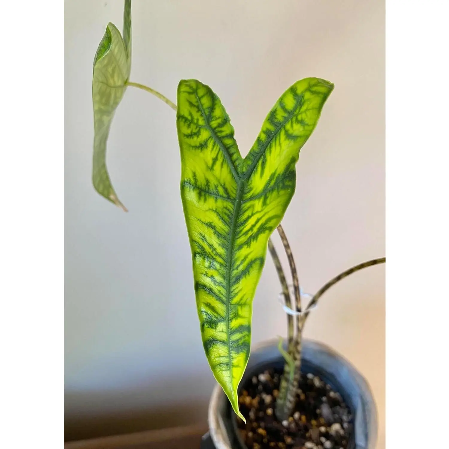 Alocasia - Live Plants in 4 Inch Pots - Florist Quality Air Purifying Indoor Plant - Nature's Masterpiece in Your Home