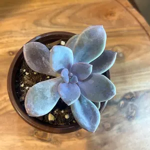Graptopetalum "Murasaki" Succulent Plant - Low-Maintenance Indoor/Outdoor Potted Succulent for Home Decor