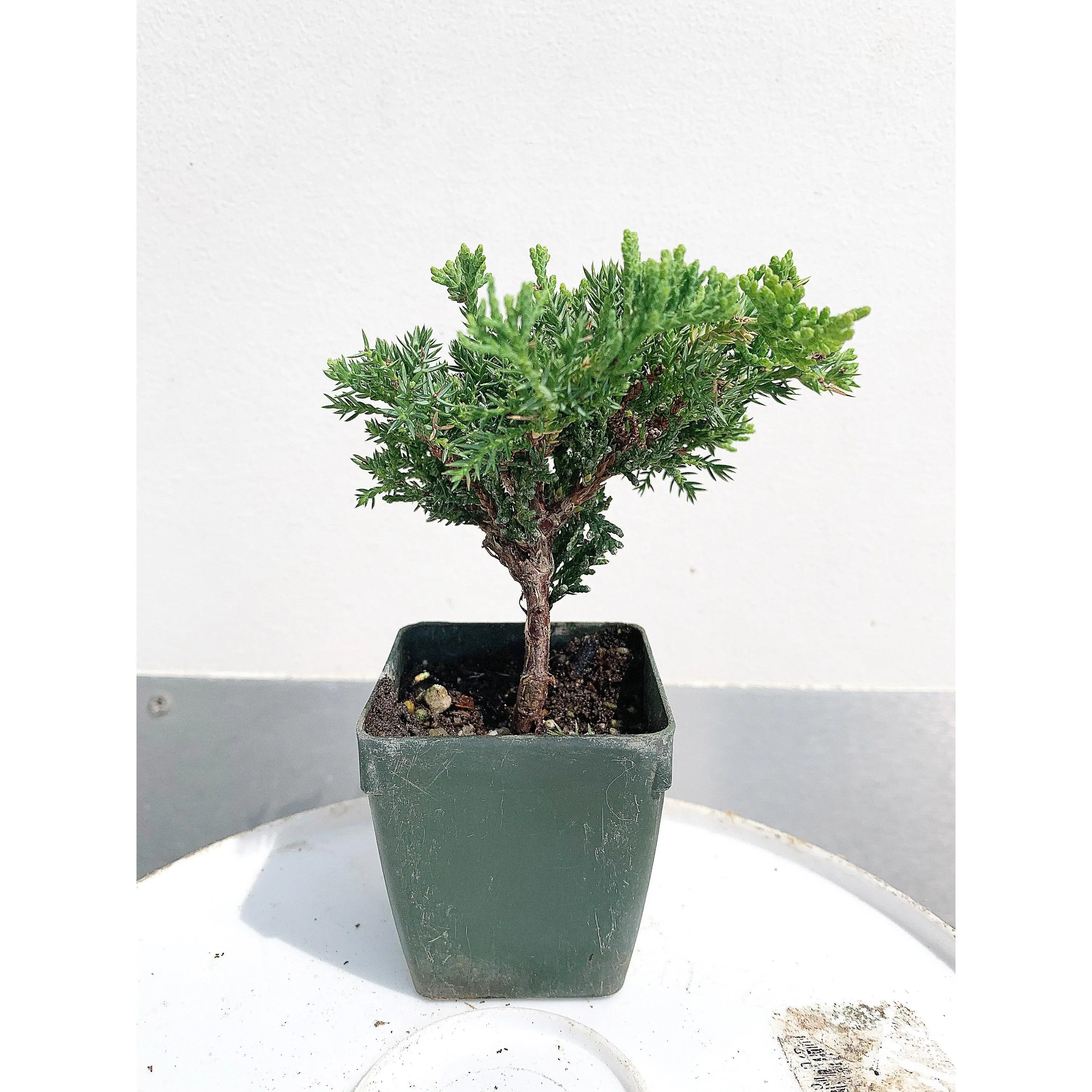 MyShelfie Mini Juniper Bonsai Tree - 2 in Pot Bonsai Trees, Potted Plants for Fairy Garden, Indoor House Plants
