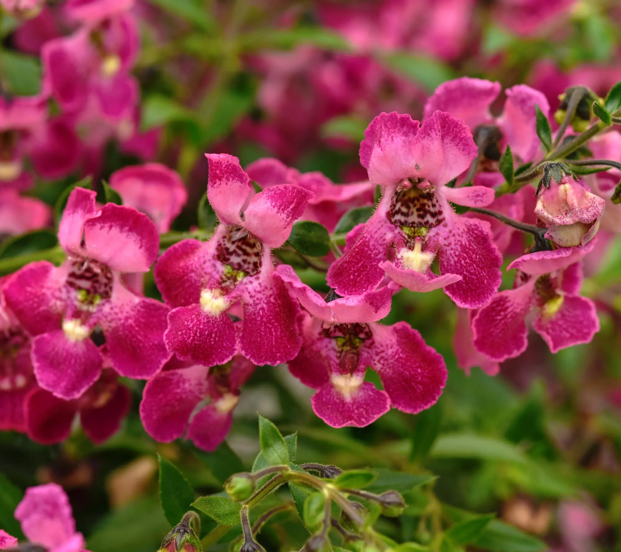 Angelonia 'AngelFlare™ Orchid Pink' - 1 Gallon Pot