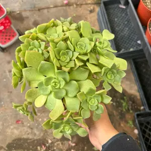 Aeonium Lilypad 6 inch pot