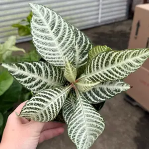 6” Zebra Plant | Aphelandra Squarrosa | Pet Safe