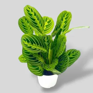 Lemon Lime Maranta, 4 Inch Pot, Live Plant