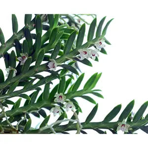 Dichaea ancoraelabia