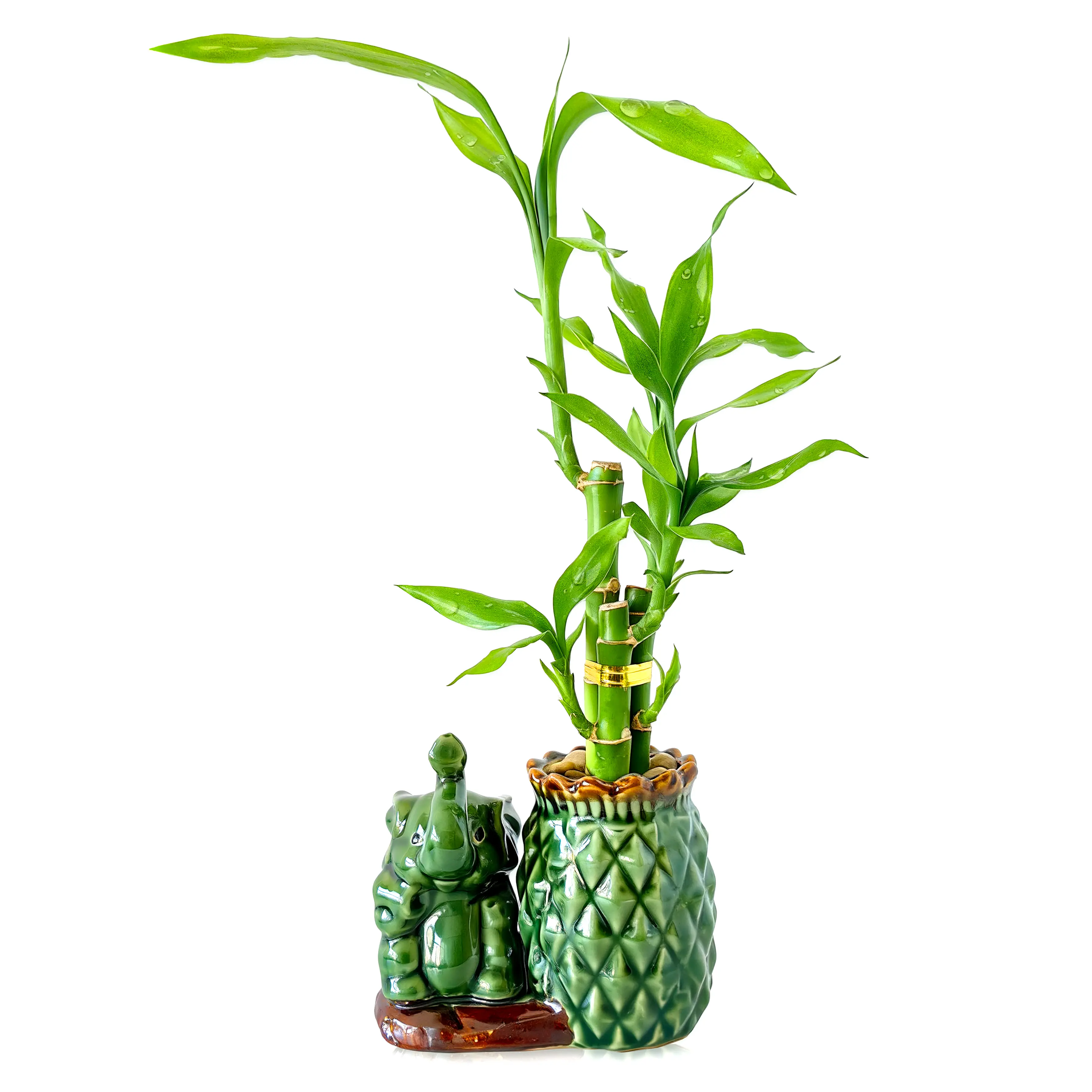 6"-8" Lucky Bamboo 3-Stalk Live Plant Set - Cute Elephant Pineapple Pot & Pebbles