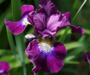 50 Heirloom Iris Seeds Fragrant Flower Plant (much less money than bulbs) - FRESH SEEDS - Limited Supply - Order Soon - Thank You