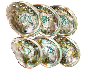 Wholesale Abalone Shells for Smudging, Smudging Bowl to Smudge White Sage Smudge Sticks or Palo Santo Bulk, Smudge Kit, Incense holder bowl
