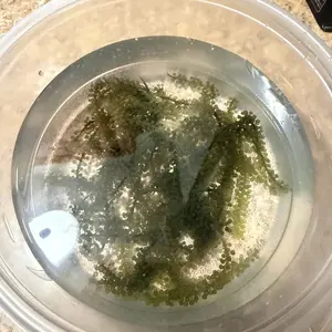 Longevity Dehydrated Sea Grapes 6 Packs of 4.23 oz Green Caviar Umibudo Latok Seaweed Organic Premium Quality Crunchy Flavor Superfood From The Ocean