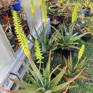 Aloe vera plant 4” pot Aloe barbadensis
