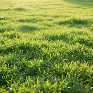 3000Pcs Zoysia Grass Seeds – Dense, Drought-Resistant Lawn Grass for Beautiful Green Yards