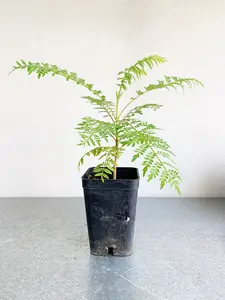 Jacaranda Tree Starter – Purple Flowering Tropical Plant for Garden