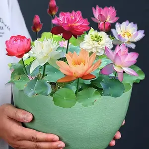 12pcsYear-round Flowering Hydroponic Bowl Lotus Garden Seeds - Versatile Indoor and Outdoor Water Lilies, Soilless Potted Flower Seeds, Ideal for Home Gardening Enthusiasts