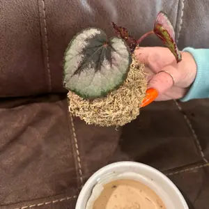 Kokedama watermelon pilea