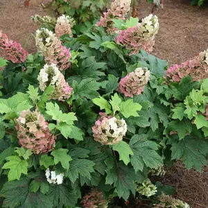 Jetstream™ Oakleaf Hydrangea