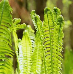 20 Fern Rhizomes - Ostrich Fern Plants Live - Live Fern Plants - Fern Ground Cover Plants Live - Fern Live Plants - No Ship To AK, HI and P.R.