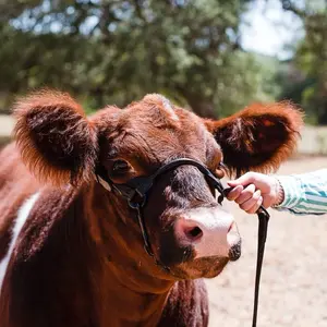 Black Leather Show Halter