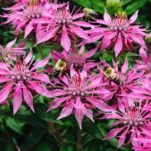 Green River 100 Seeds Electric Coral Bee Balm - Perennial Flower Seed Pack, Pollinator Magnet, Bright Coral Blooms, Seeds For Flower Beds, Coral Orange Perennial Flowers with Citrus Scent for Summer Garden Pollinator Magnet
