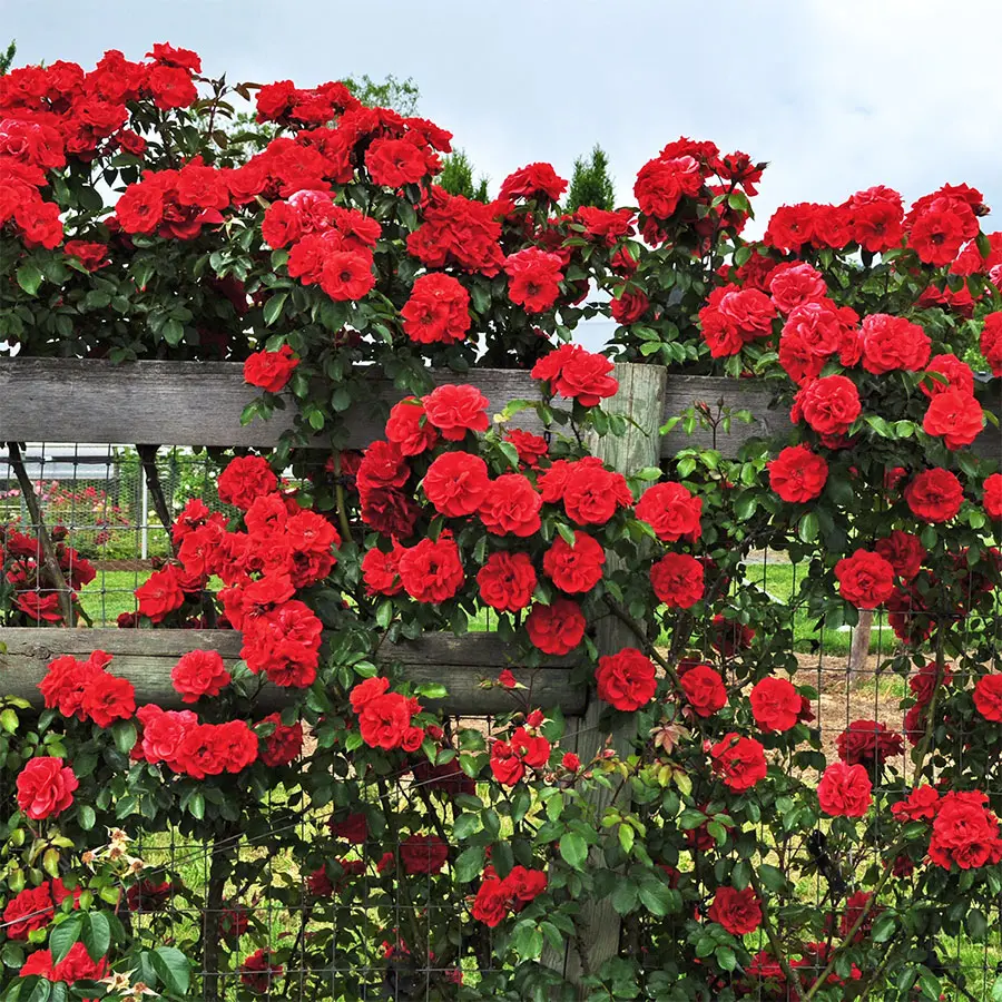 Random Rose Bush Live Plant, Fragrant Red-White-Yellow-Purple Rose Climbing Rose for Planting Outdoor 6 to 8 inch tall
