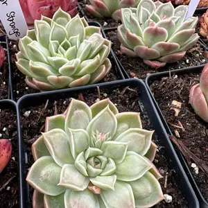 Echeveria 'Doctor Strange' Single Head (around 2'') - Bare Root Succulents - Terra Tales