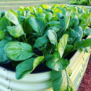 Savanna Mustard Seed