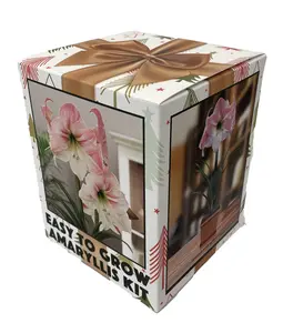 Amaryllis Kit: Apple Blossom + Plastic Pot and Soil - 26/28 cm Bulb - Netherland