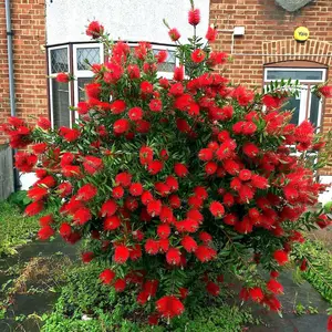 50 Crimson Bottlebrush Flower Tree Houseplant Garden Seeds Callistemon citrinus