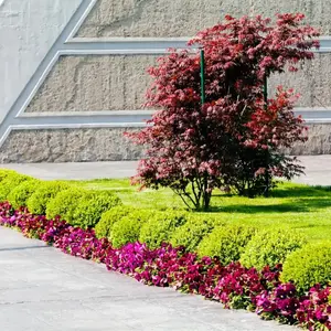 Red Maple Tree Acer palmatum Seeds 3 Pack x 100 Seeds High Germination Cold Hardy All-Season Container Growing