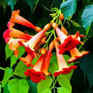 Rare Red Hummingbird Vine Seeds - 50 Seeds -Red Trumpet Bush - Non-GMO Seeds