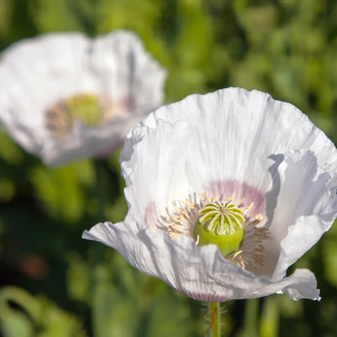 Organic Peshawar Poppy Seeds (Papaver somniferum album) – 150+ Seeds for Elegant White Blooms, Ornamental Gardens, and Pollinator Attractants