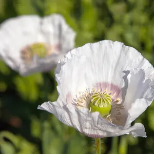 Organic Peshawar Poppy Seeds (Papaver somniferum album) – 150+ Seeds for Elegant White Blooms, Ornamental Gardens, and Pollinator Attractants