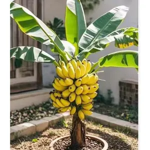 100 Seeds Ornamental Banana Tree Indoor Dwarf Perennial Flowers NON GMO Easy Plant